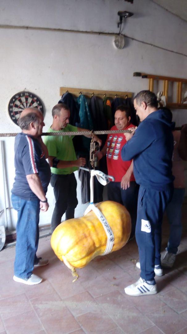 Un vecino consigue una calabaza de 87 kgrs.